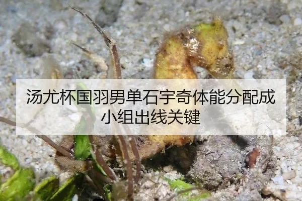 tang-you-bei-guo-yu-nan-dan-shi-yu-qi-ti-neng-fen-pei-cheng-xiao-zu-chu-xian-guan-jian-3-407.jpg